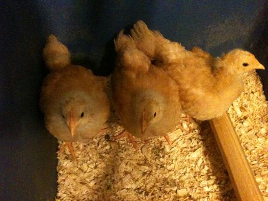 *
Our newest additions.....3 beautiful Buff Orpingtons....