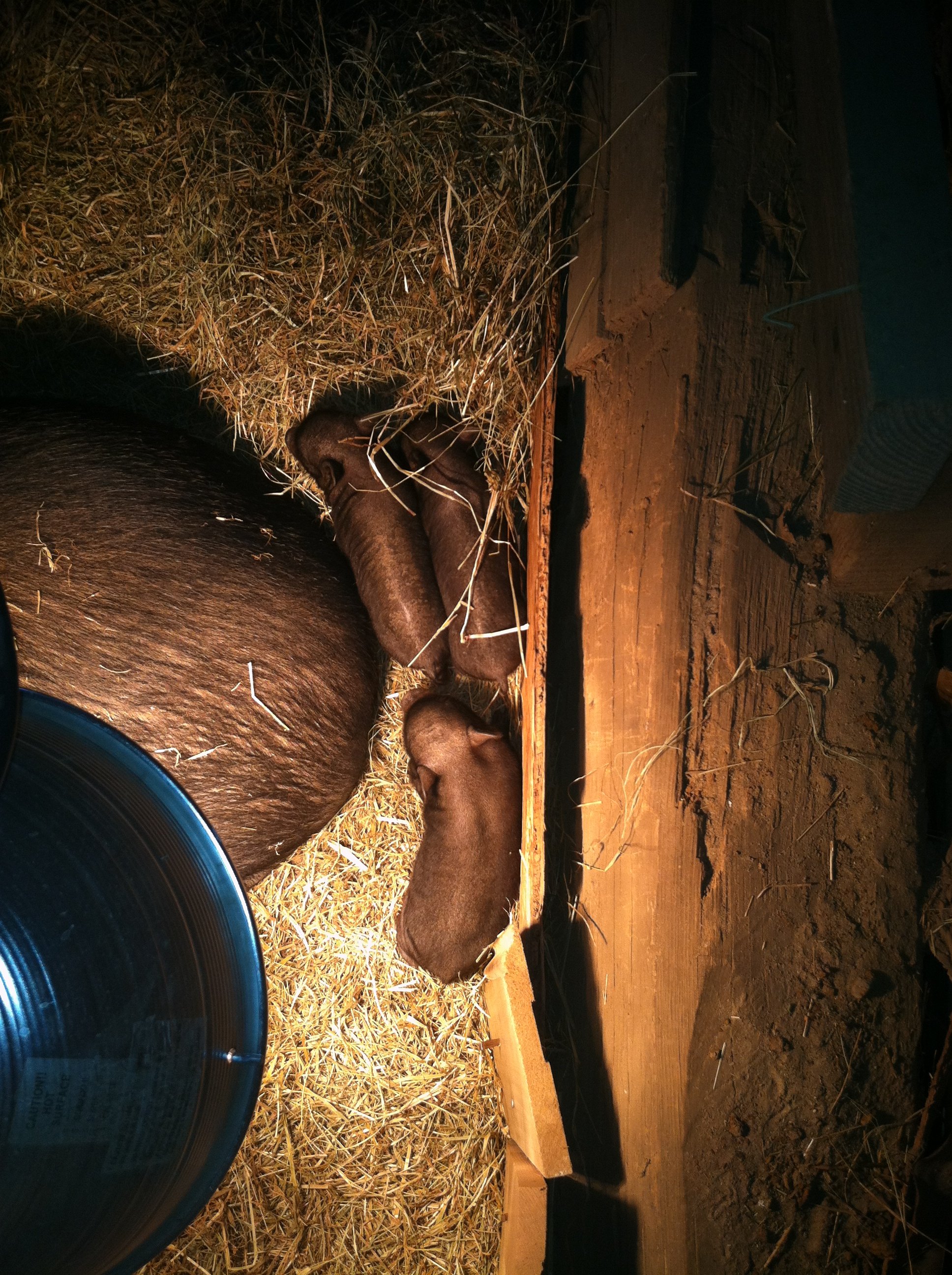 Our newest additions - 3 guinea hog piglets.