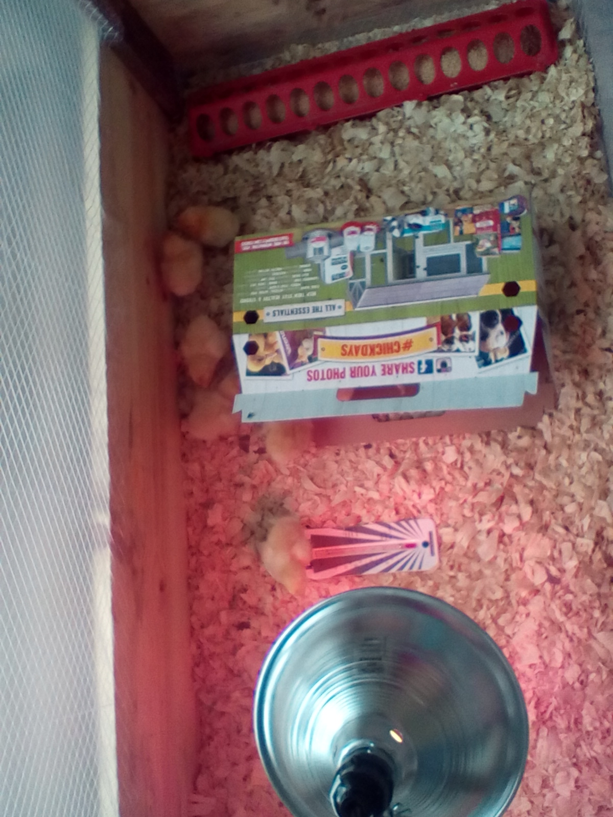 Our newest arrivals  Buff Orpington's