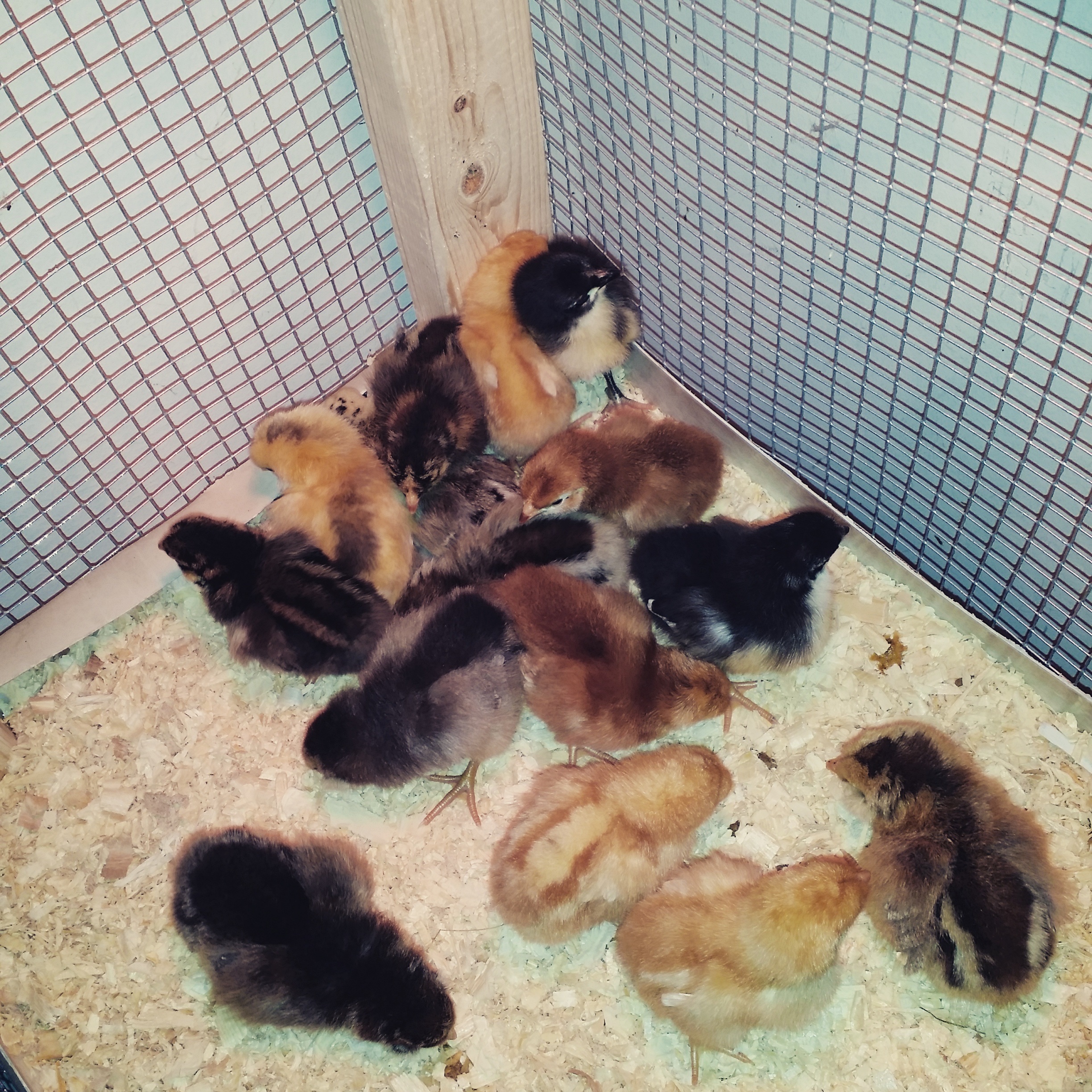Our newest batch of chicks for 2016.