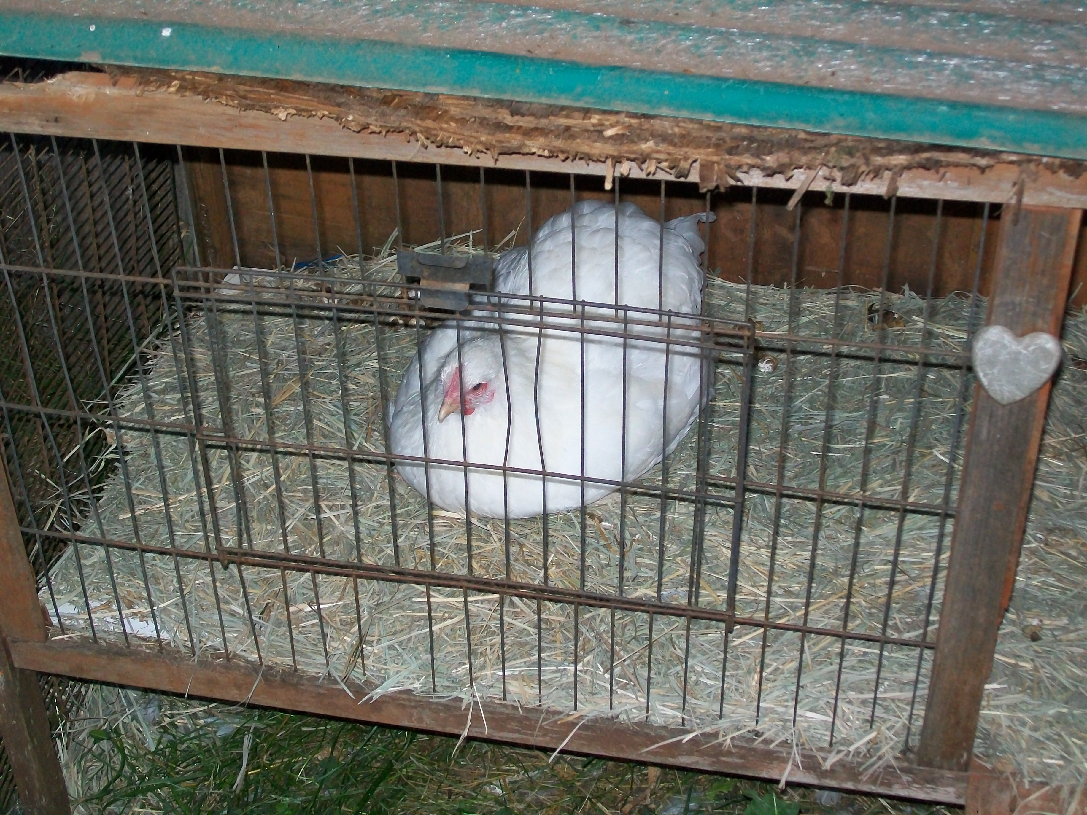 Our newest Hen..Not very happy with her 8mths old and only maby laying an egg a month...Been showed once got 2nd