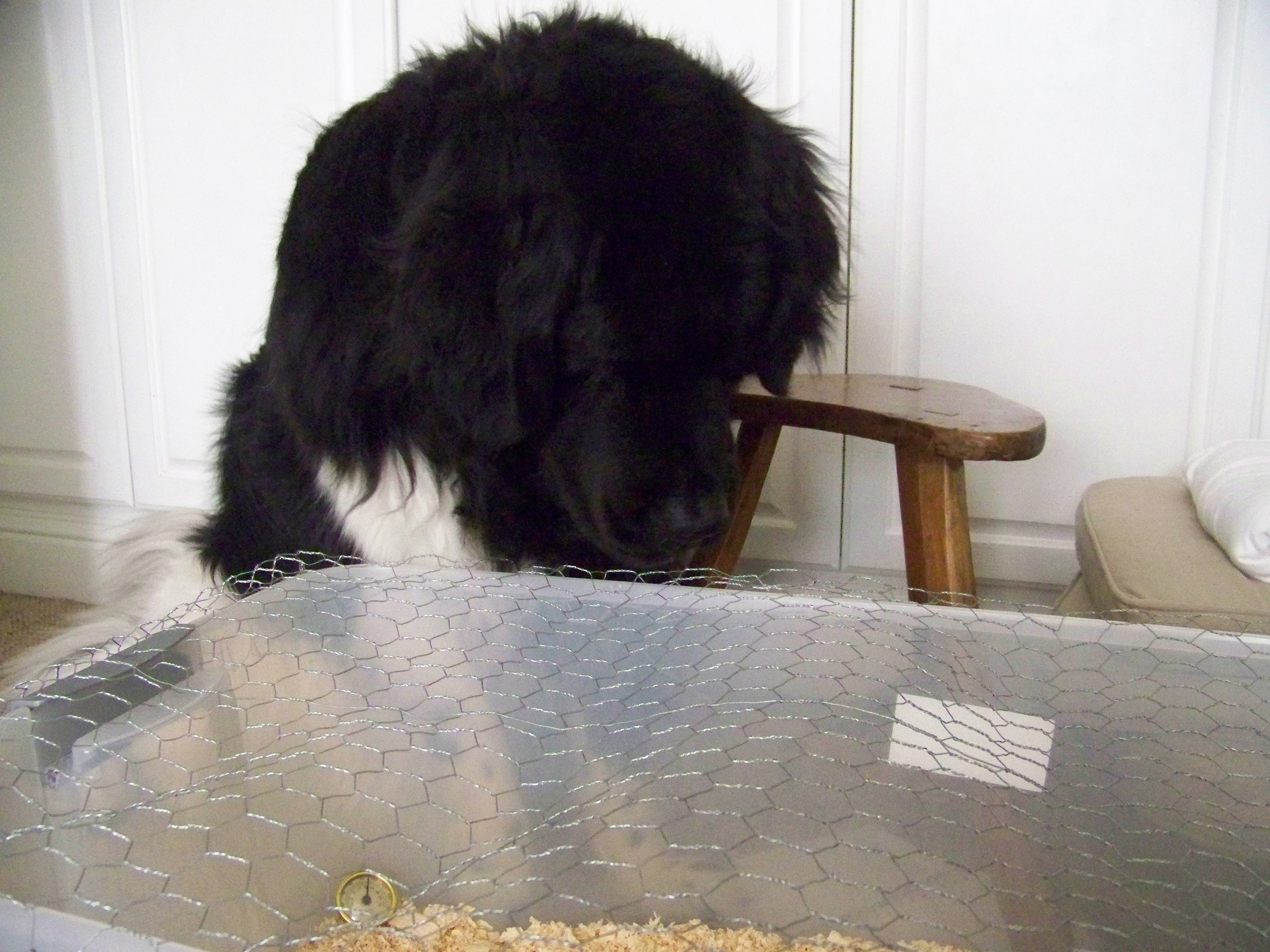 Our Newfoundland loved watching "chicken TV" when the girls were in the brooder box.  We didn't know how she would be towards chickens since she is a cat chaser.  Turns out she loves them.  She chased the cat away from them when they were small.  They walk on her and groom her and she taught Penny (the chicken) how to chase the cat!