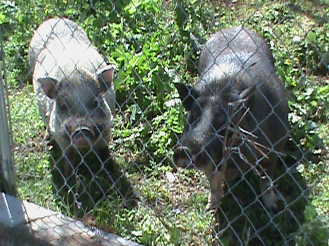 Our newly adopted pot belly pigs.  Chunky (white male) and Penelope (black female).  Got them off CL for free because they are a year old and 100 lbs now--not cute little show and tell animals anymore.  We just love them (never had pigs before).  They come when you call them, she likes to be petted and will roll over like a dog to have her tummy rubbed.  Chunk is a little scared but not mean --- he'll sniff you and talk to you but isn't ready to be petted yet.  They were each in separate dog run pens when we got them ---- now they are together and have a large outdoor pen that has attached mini barn for their housing.