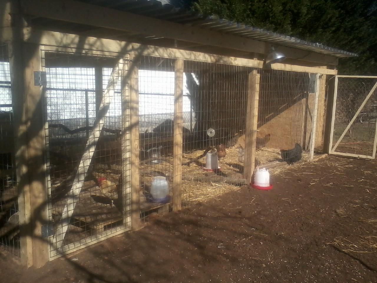 Our newly built coop