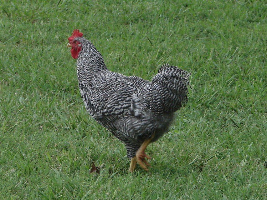 Our newly matured Roo, Rocky
