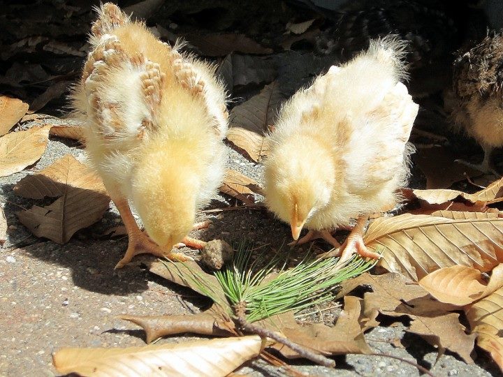 Our NH Red and Buff Orpington (Ruby and Buttercup)