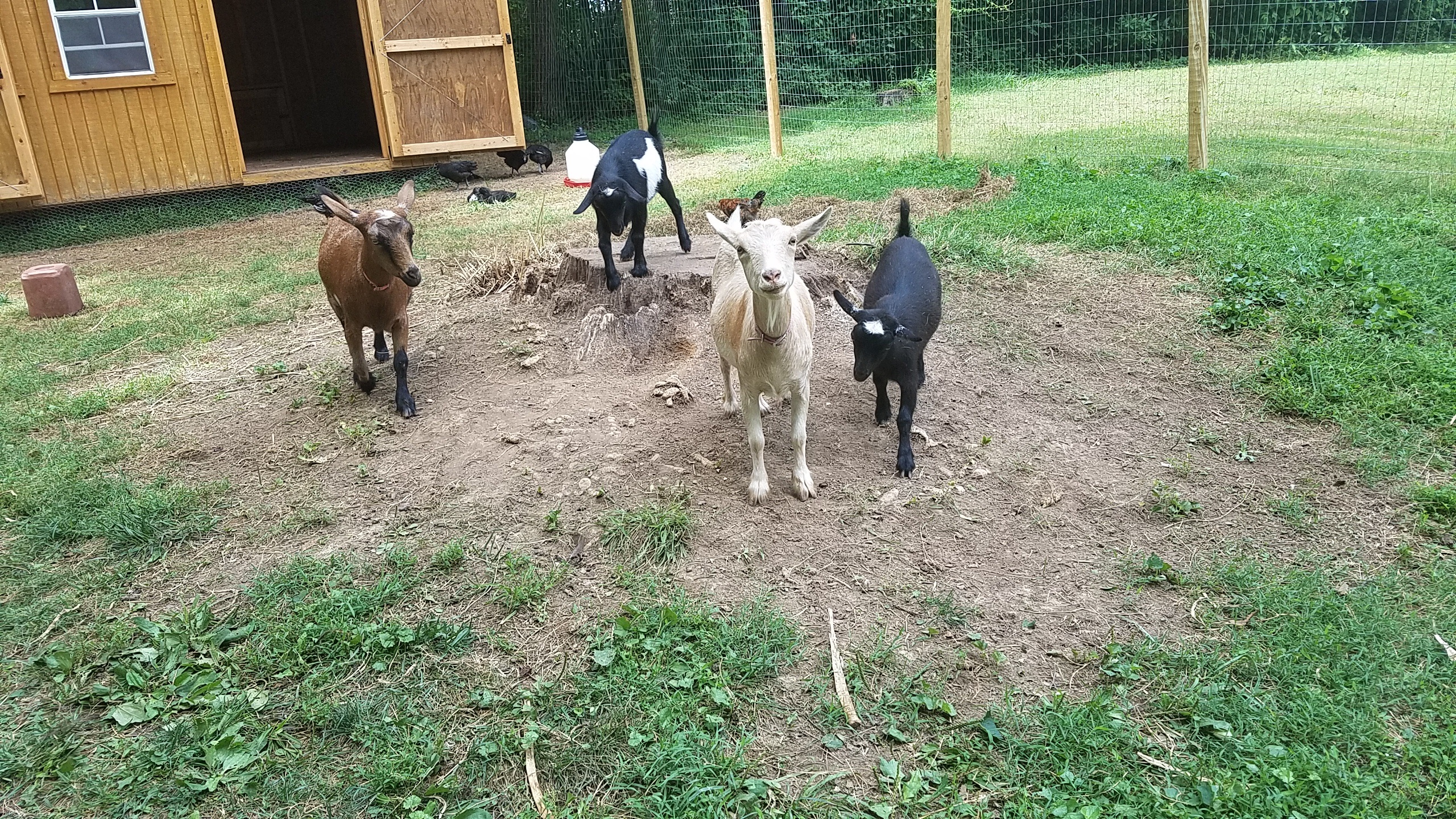 Our Nigerian Dwarf dairy goat herd. Left to right: Quinn - 1 year, Pheonix - 5 months, Madison - 3 years, and Wade Wilson - 5 months.