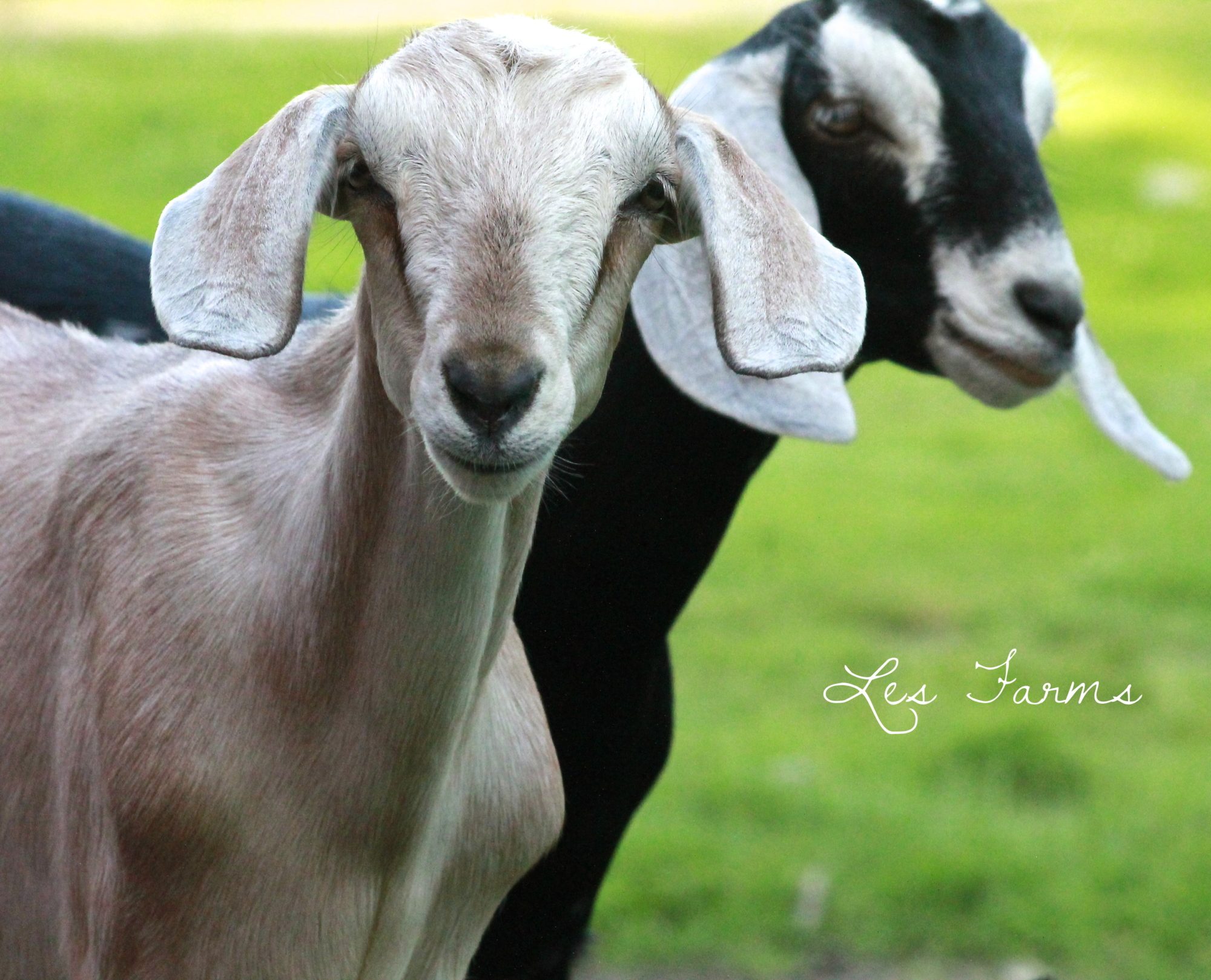 Our Nubian Goats (well Marvin - front - is part Nubian) being cute. It's a good thing they are cute too, because they are BAD! ;)