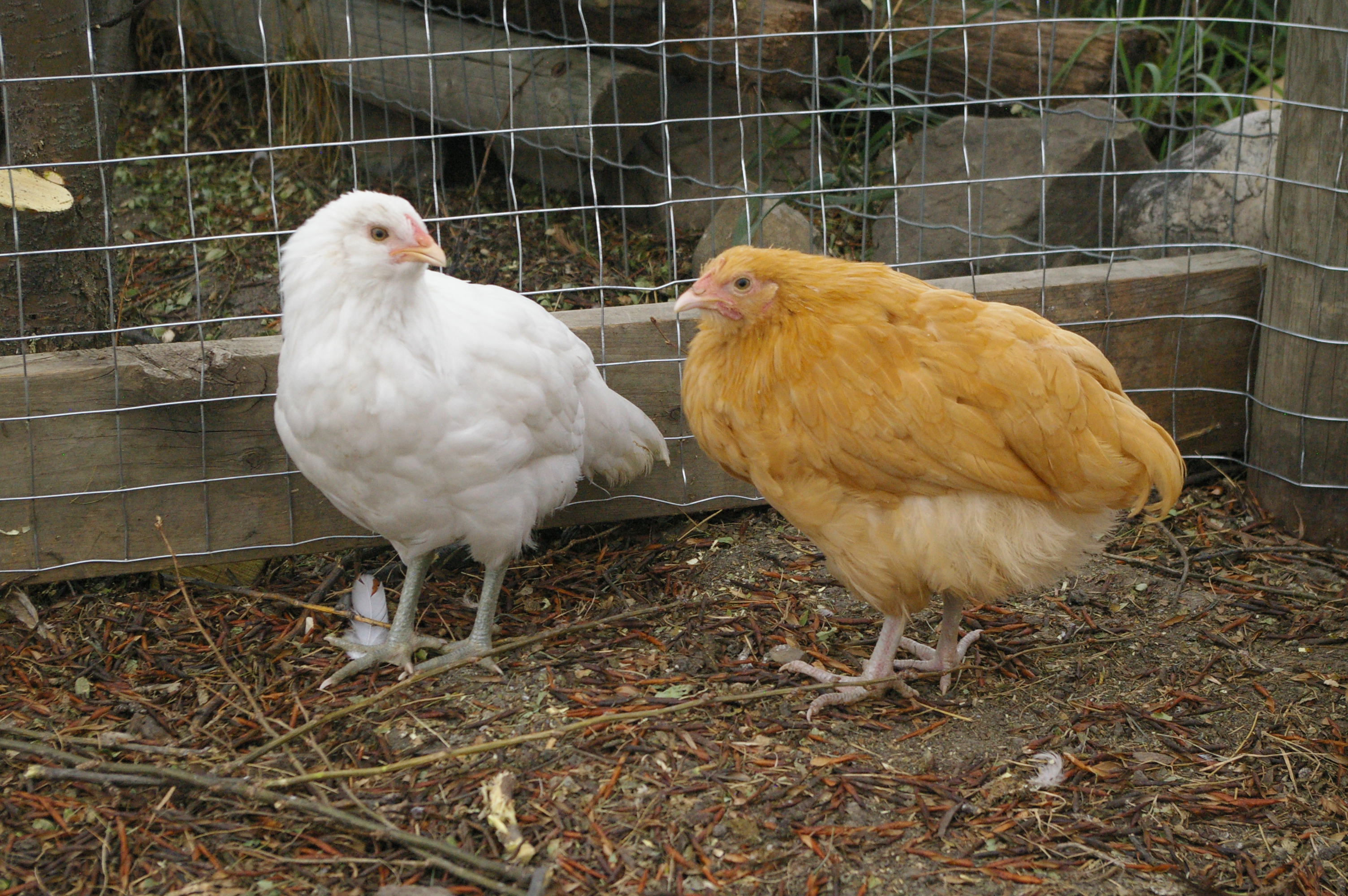 Our odd looking white hen and her friend. We are not quite sure what she is yet. She had a cross beak and blue legs and a fluffy head.......