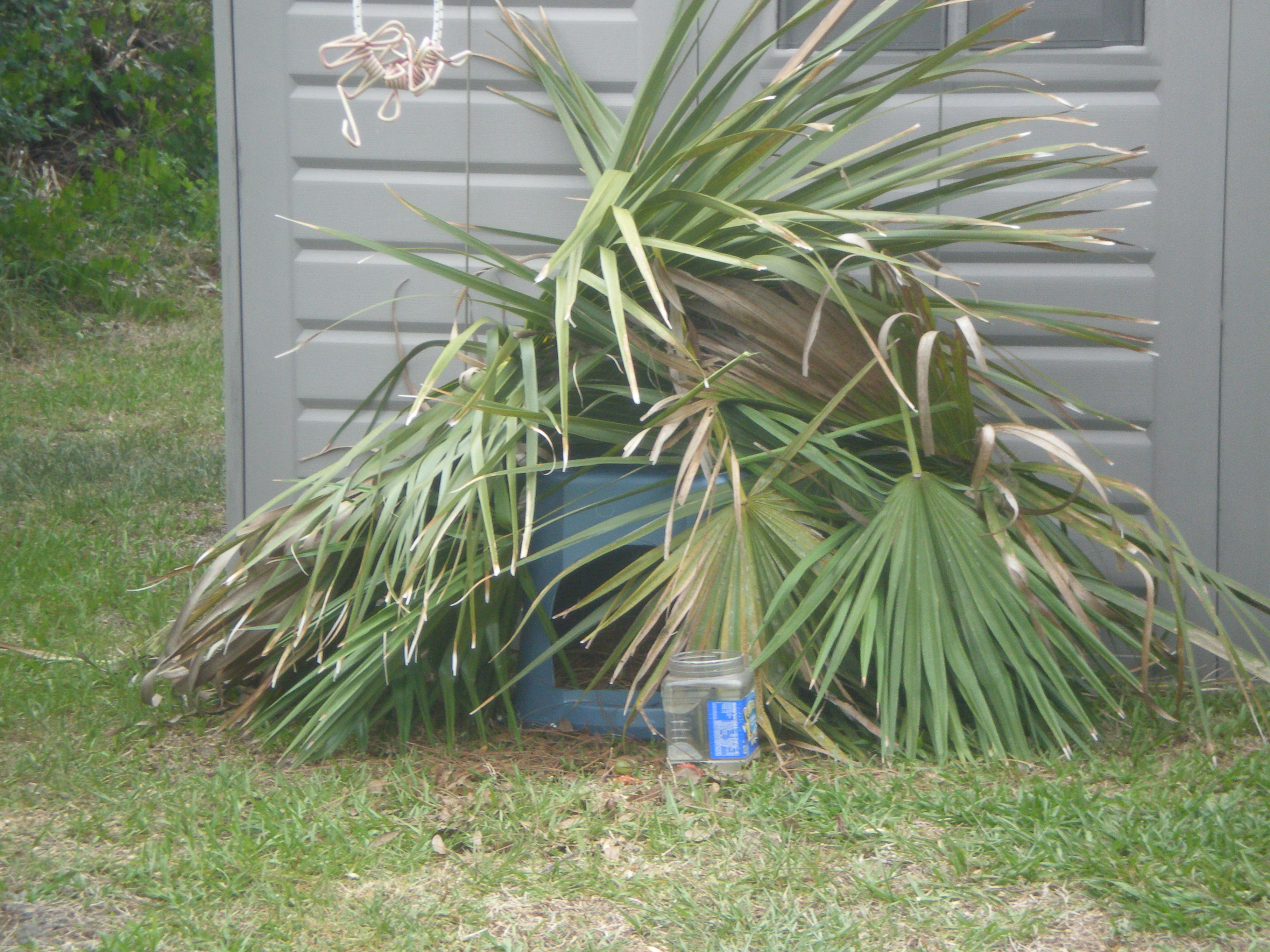 Our OEG Hen (Henny Penny) usually nests deep within the brush.  Hubby is trying to recreate that feel for her.