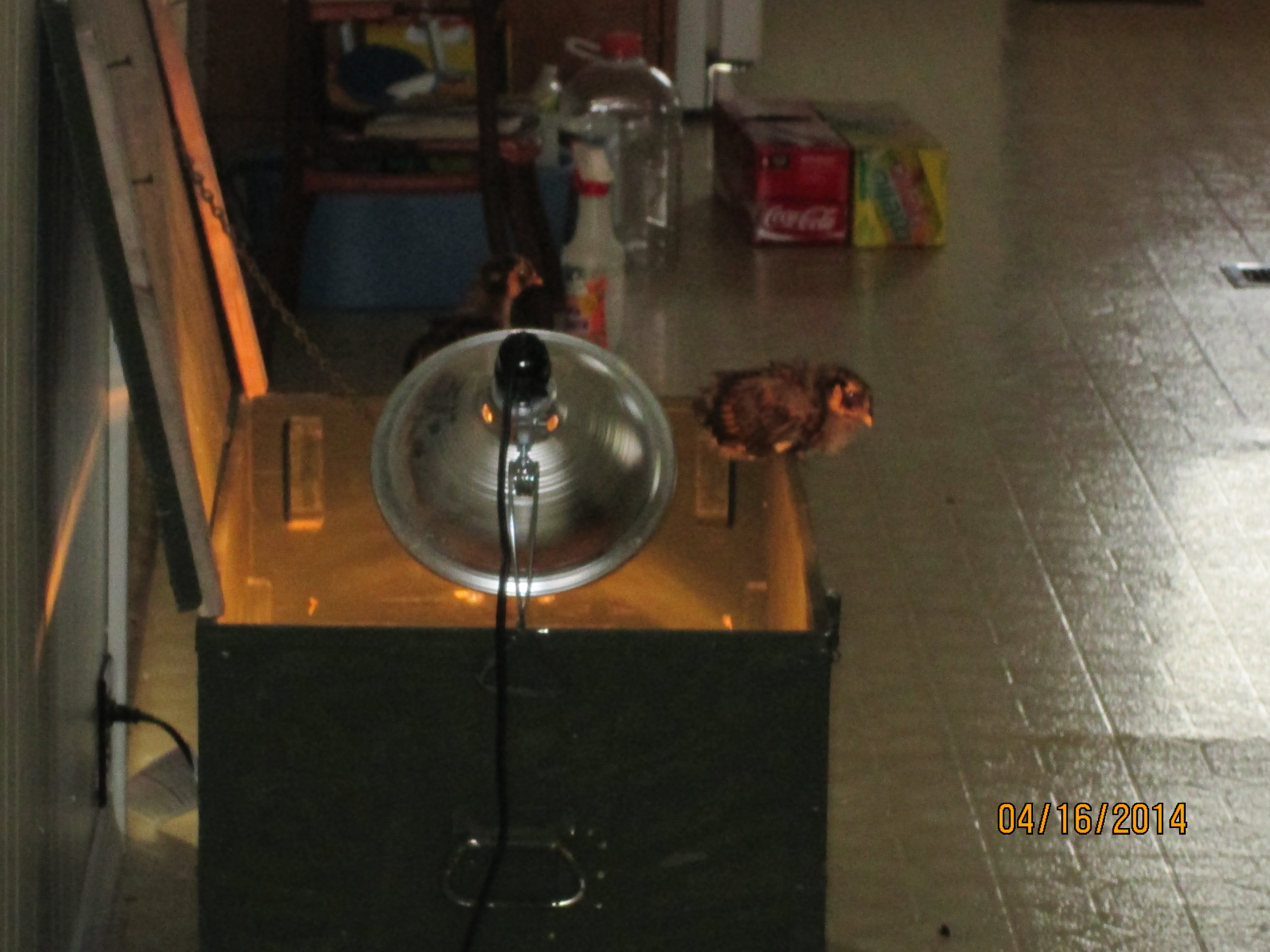 Our Old Brooder and One of Gold Laced Wyandotte Babies
