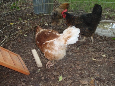 our old hens