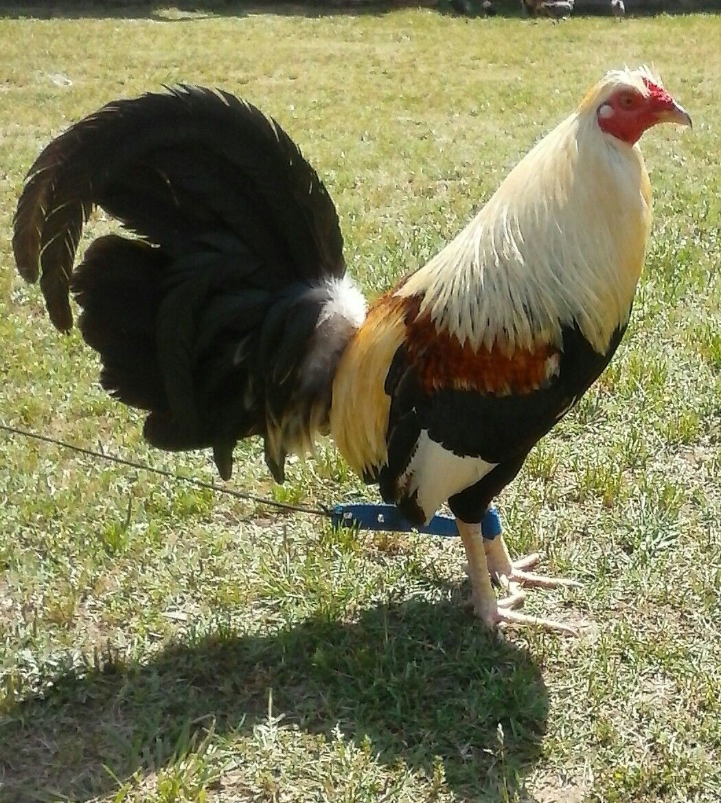 Our oldest brood rooster,Chuck. He is such a sweety.