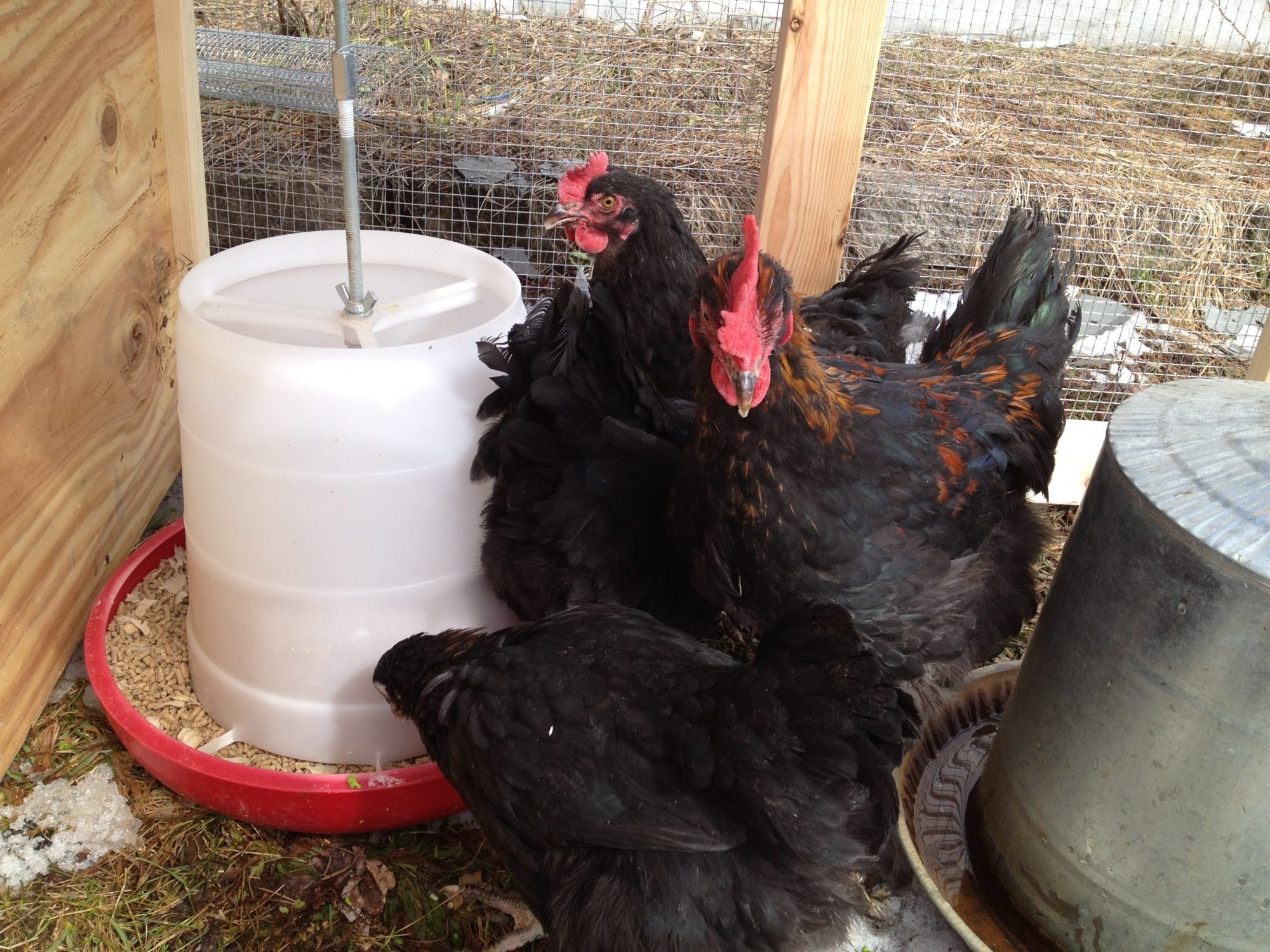 Our oldest girl in the far back (no eggs yet only day 2 since we brought them here.)
Lefty in front of her.
And an thus far unnamed pullet in the front eating.