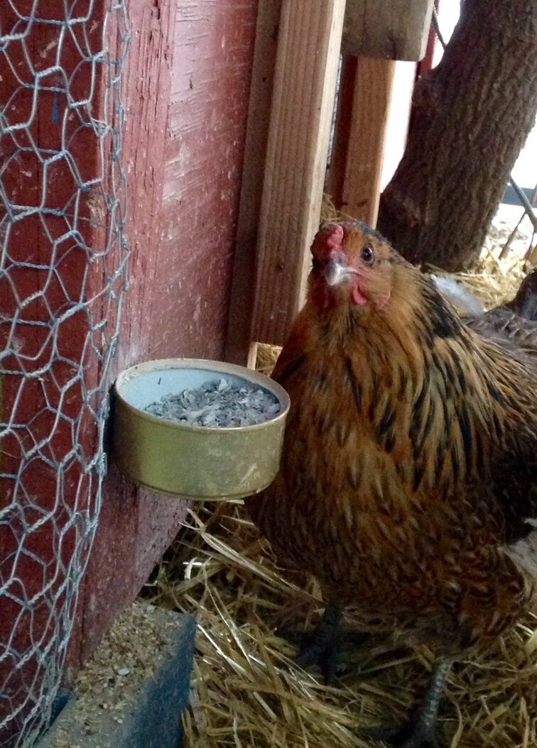 Our only clean face Easter Egger, she has yet to be named.