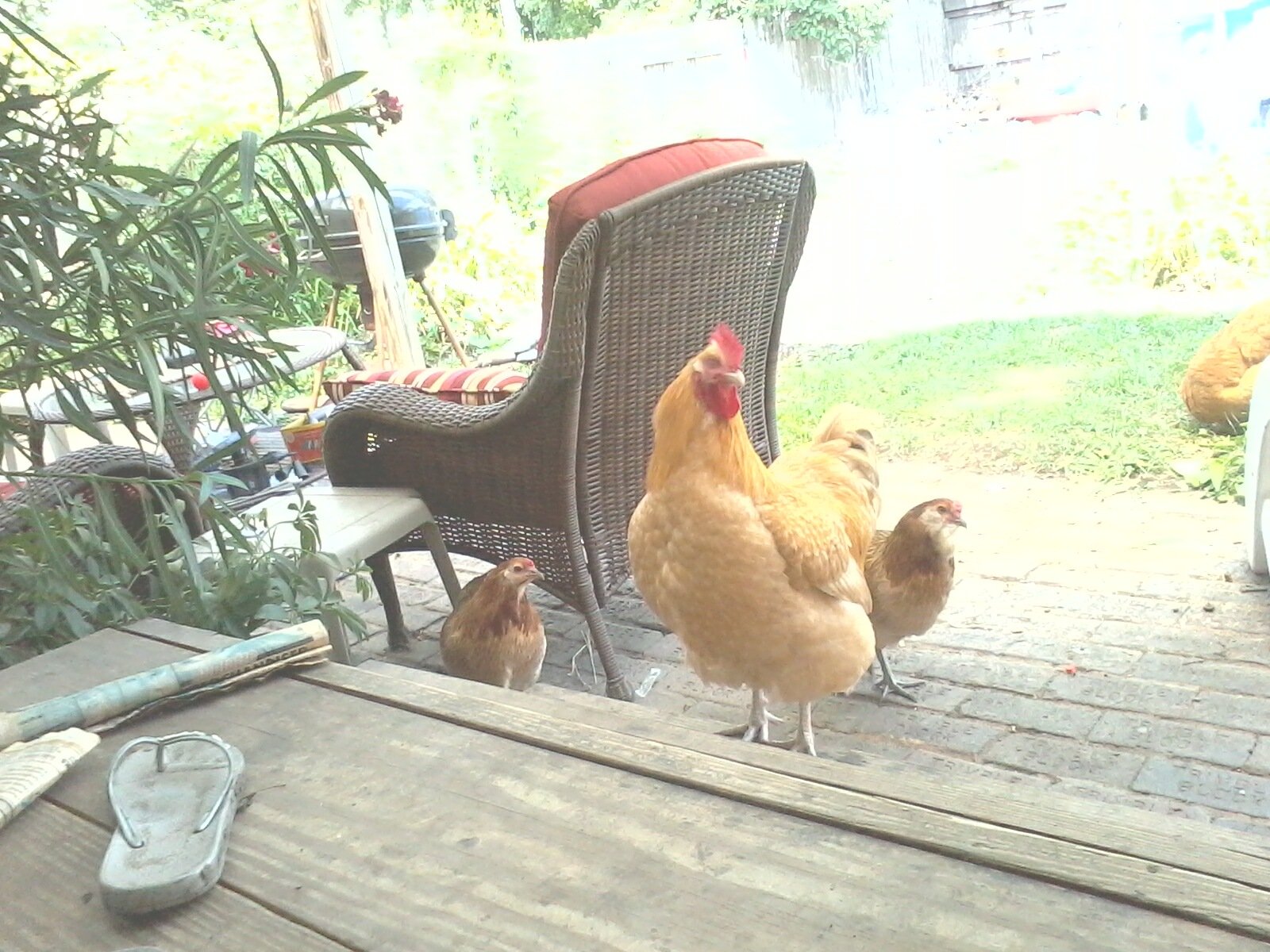 our orpington rooster and a couple of easter egger hens and i think you can see the orpington hen on the far right.