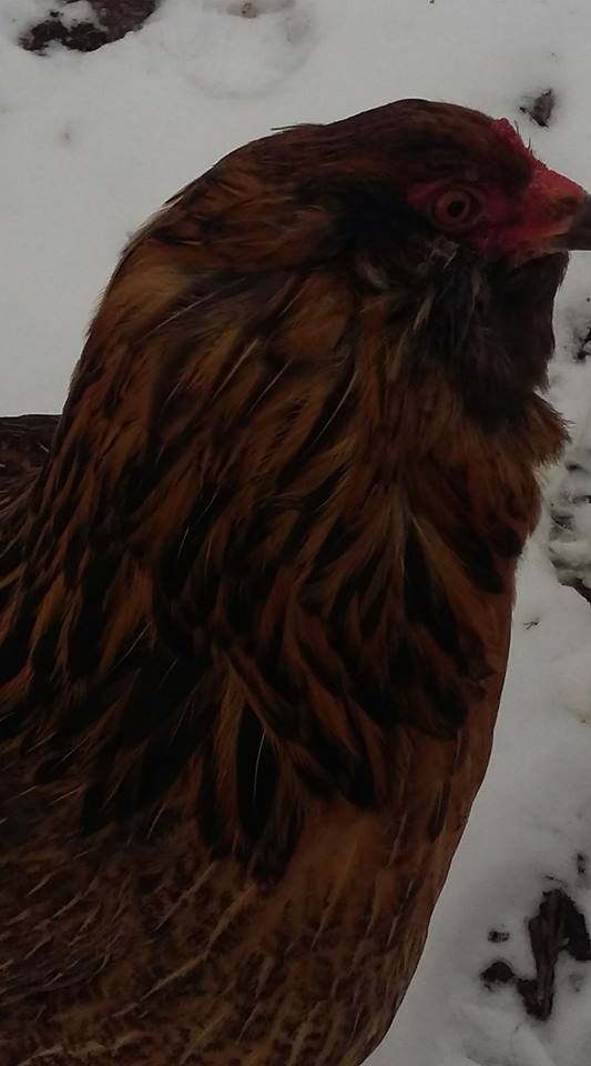 Our other EE, Phoebe