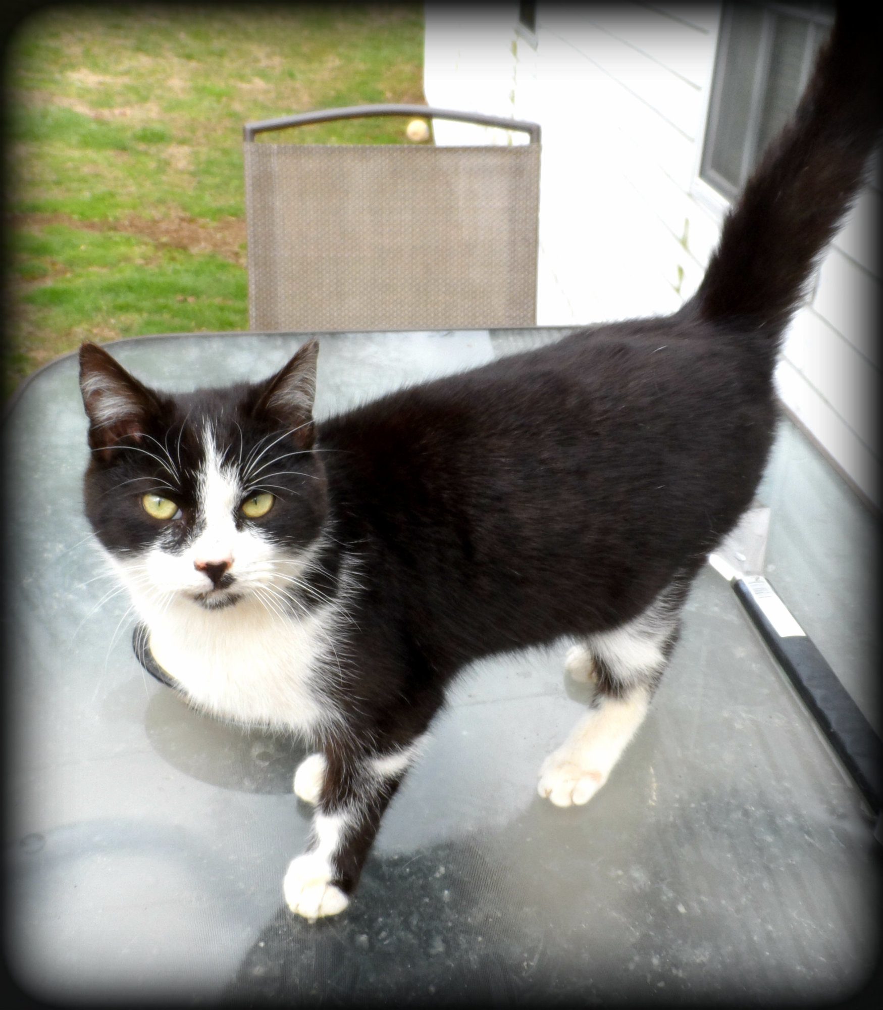 Our other lil mouser, Smokey