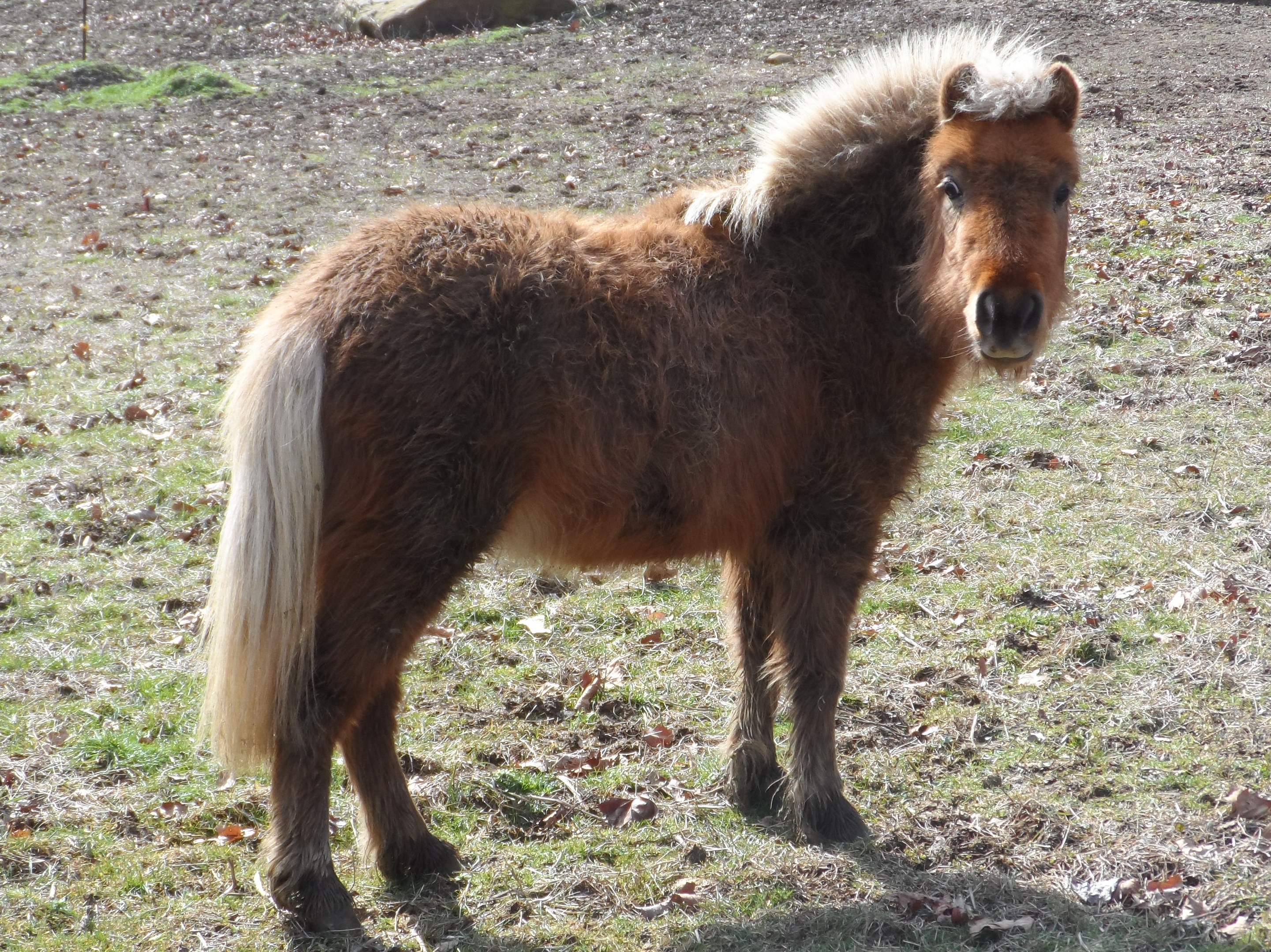 Our other Mini Horse,  Winnie