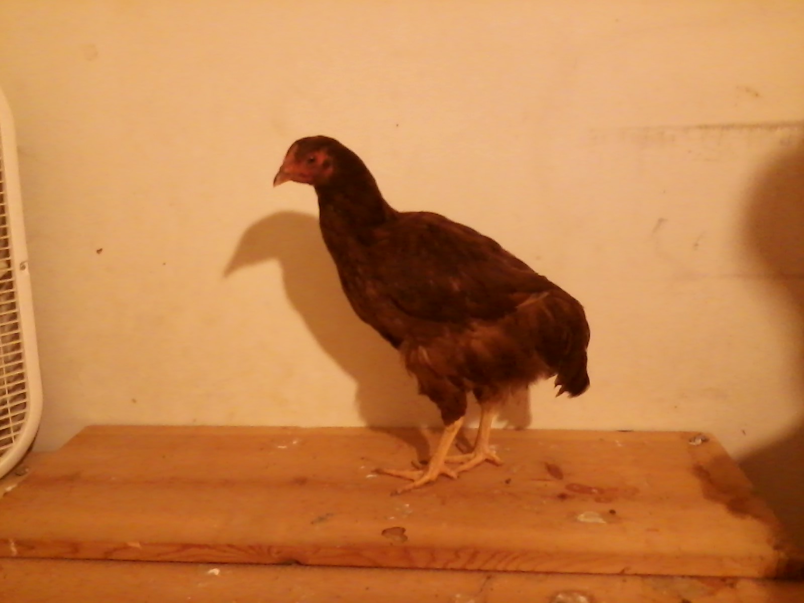 Our other Rhode Island Red pullet approximately 15 weeks old.