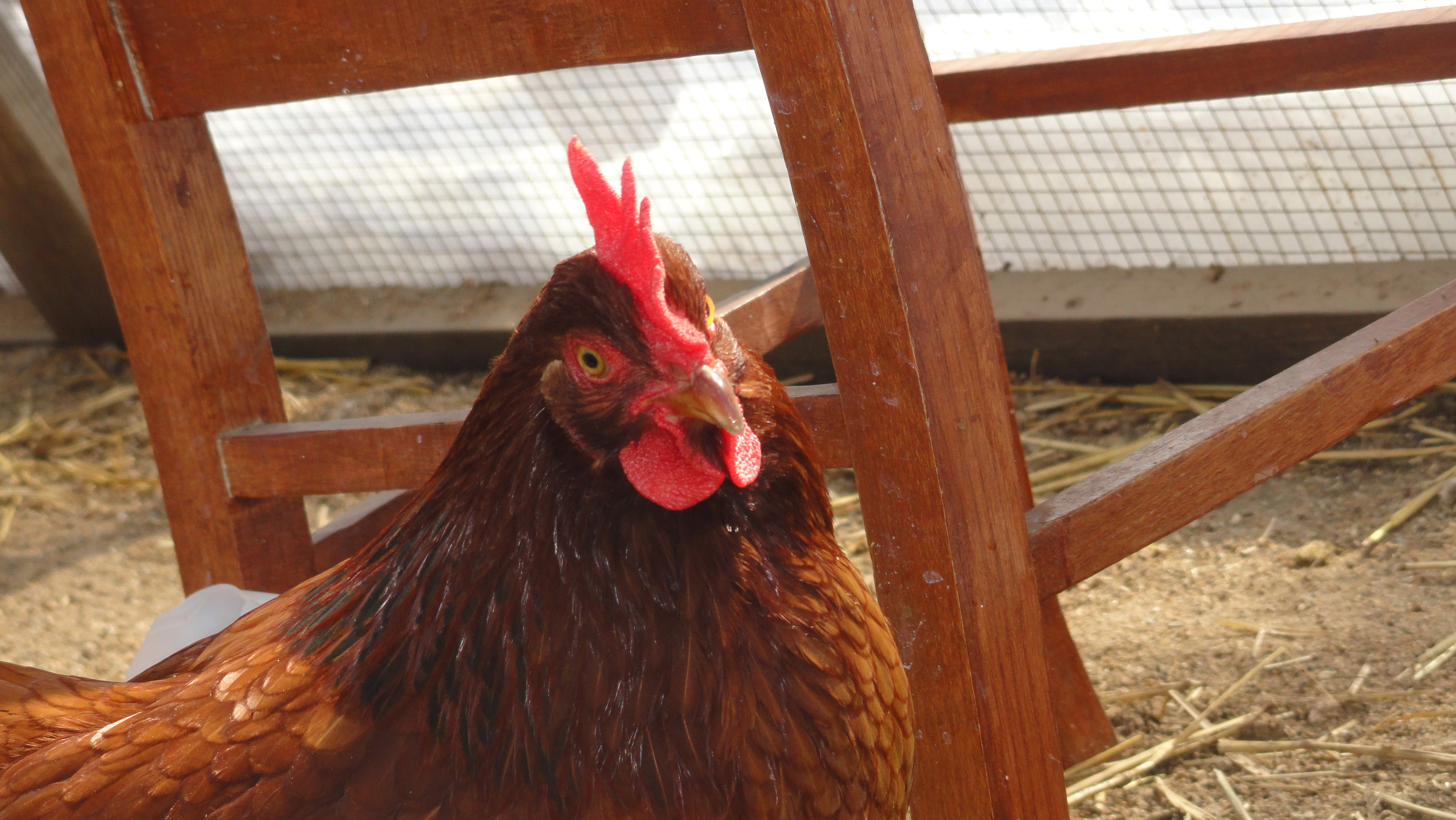 Our other Rhode Island Red, Zinia