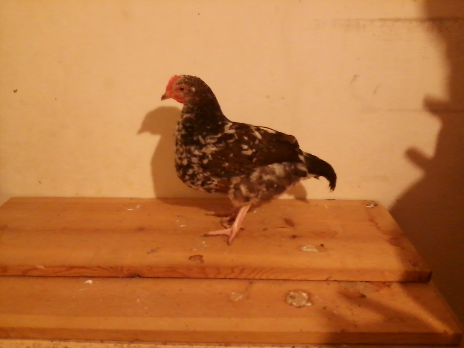 Our other Speckled Sussex pullet approximately 15 weeks old. Two of these look similar and the other is noticeably different. Could the one be a roo? (Hopefully not the other two.)