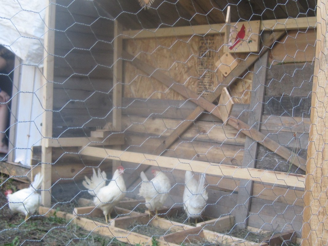 our outside roost