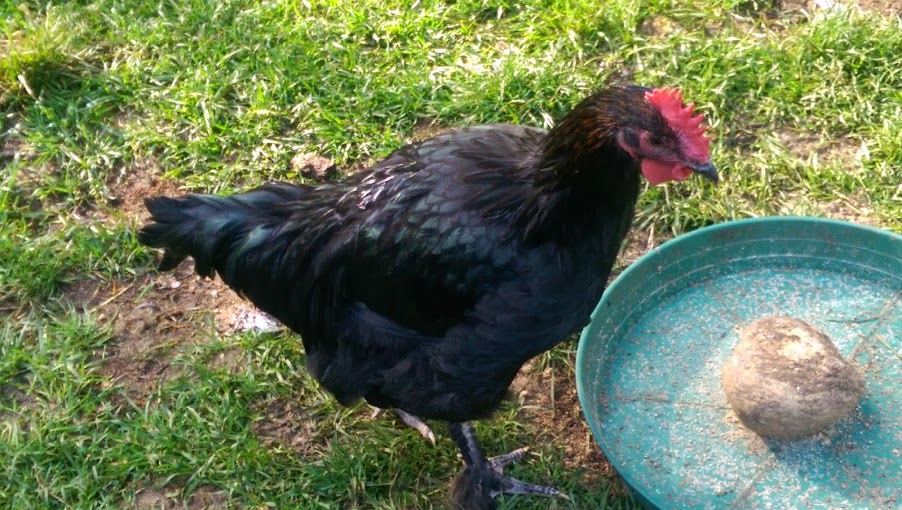 Our over melanized BCM roo. Name: Big Butt