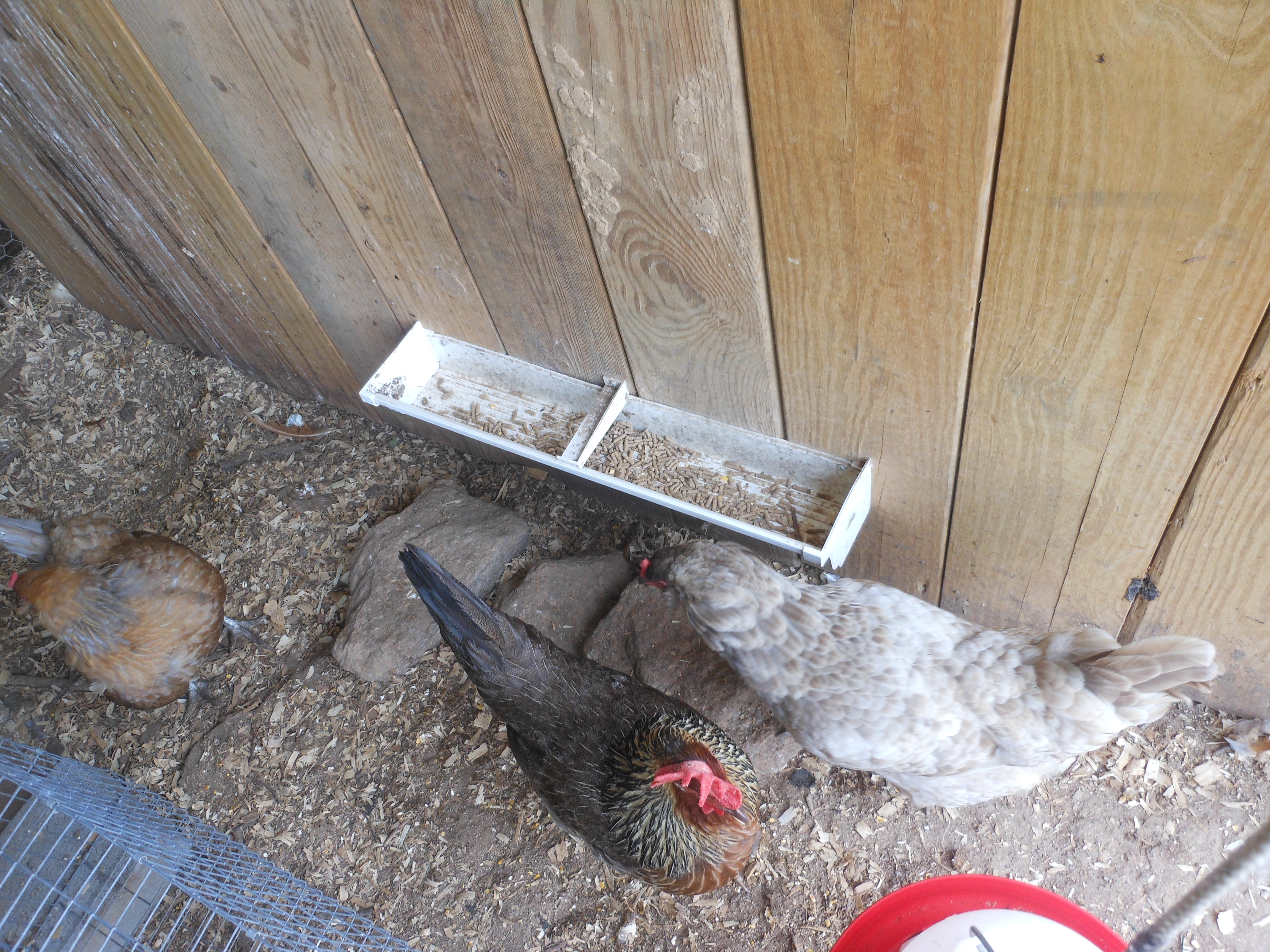 Our own homemade feeder made out some gutter with rocks for "stepping stools"