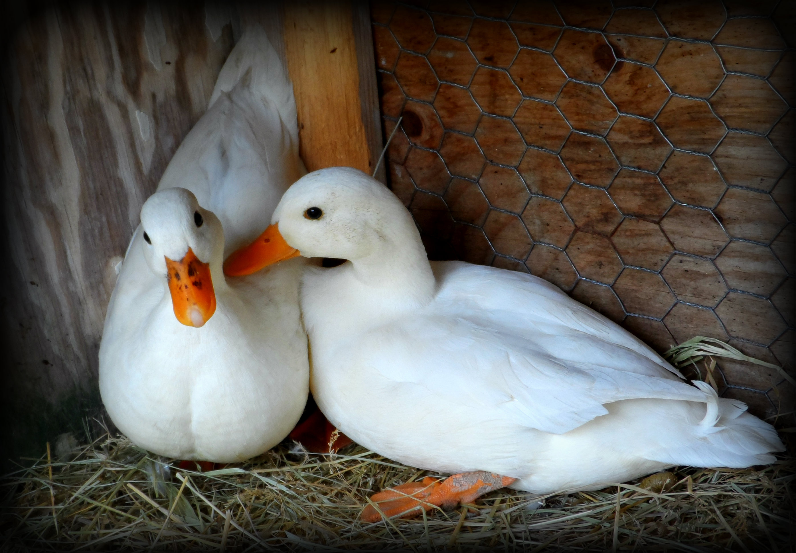 Our pair of White Call Ducks