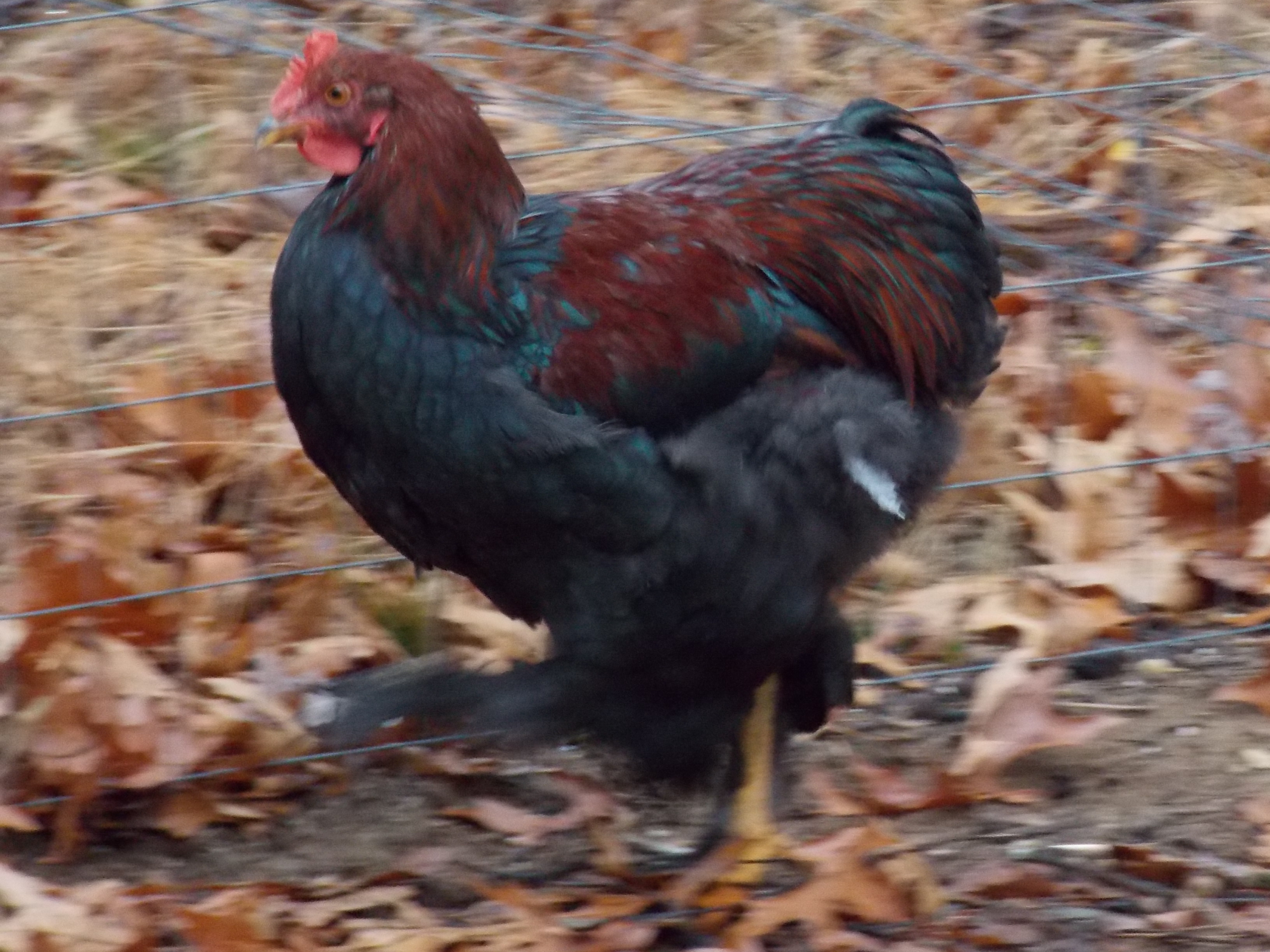 Our Partridge Cochin Rooster, Coachin :)