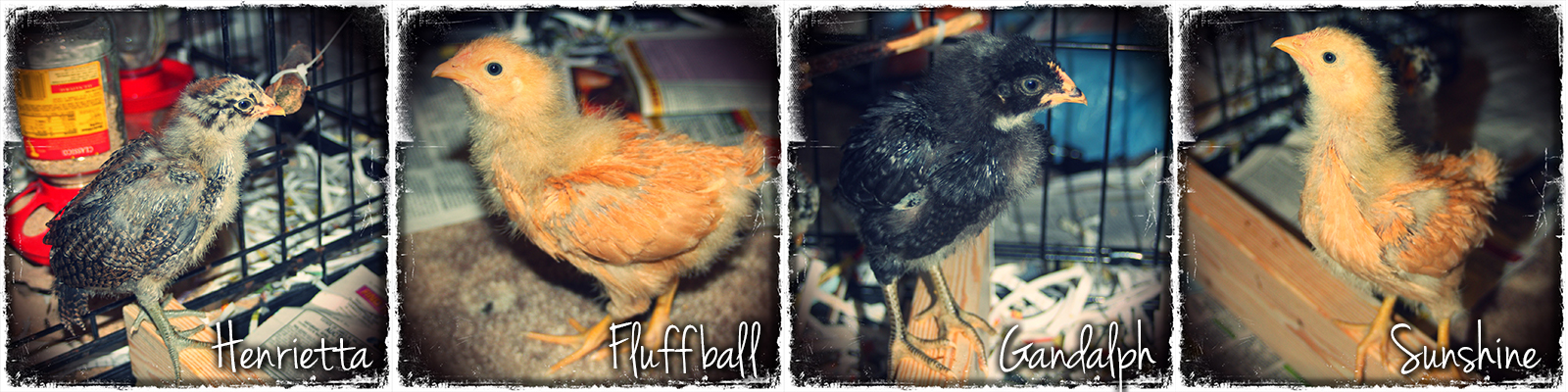 Our peeps at 3 weeks :)