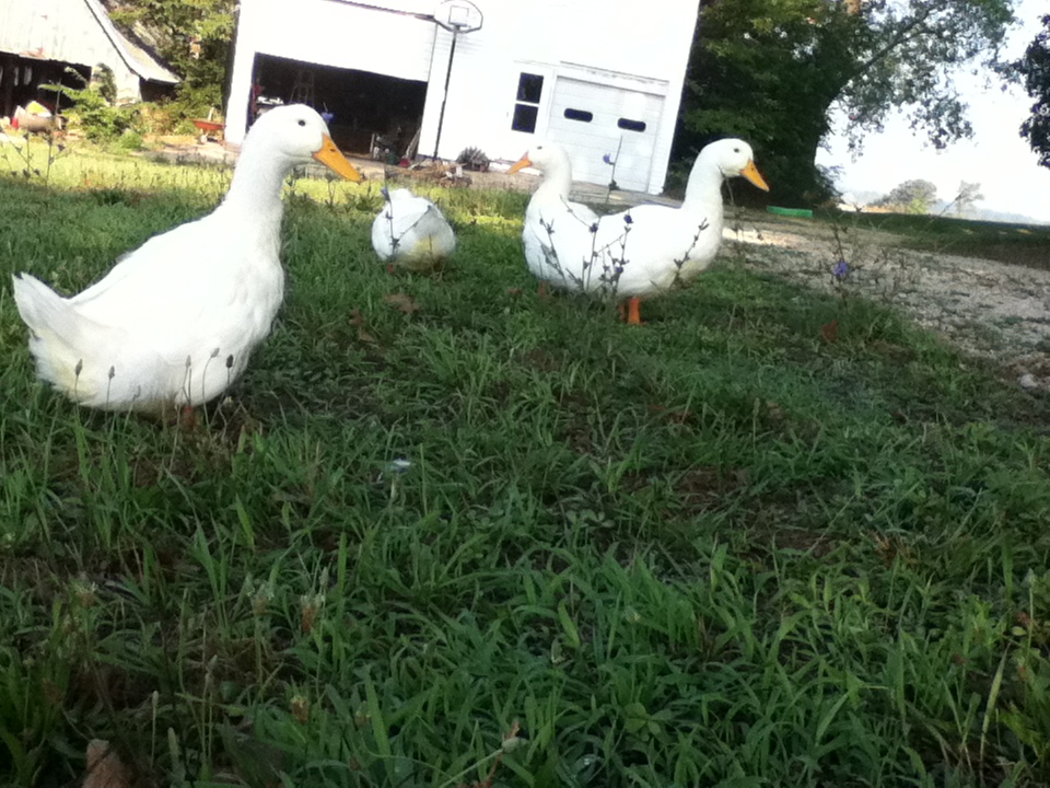 Our Pekin Ducks age 3 months.