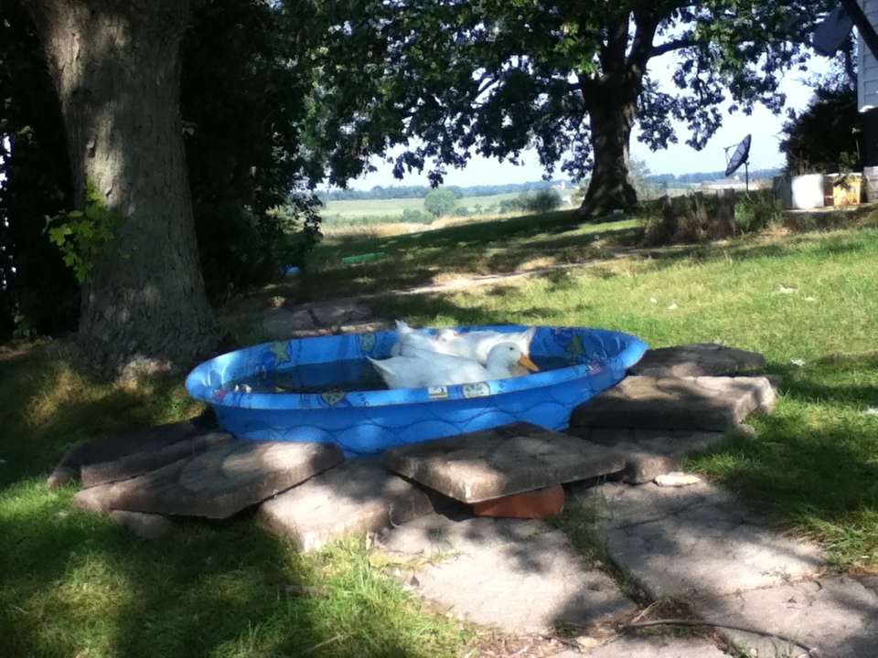 Our Pekin ducks playing in the large pool.