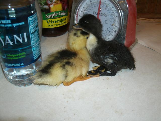 Our Pekin, Susan, hatched these ducklings out in 2011.