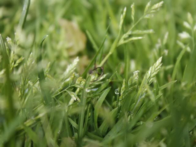 Our plentiful grass/weeds/clover