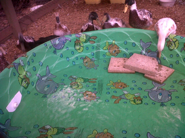 Our Pool is Back!  Break Out the Margarita Machine!!!