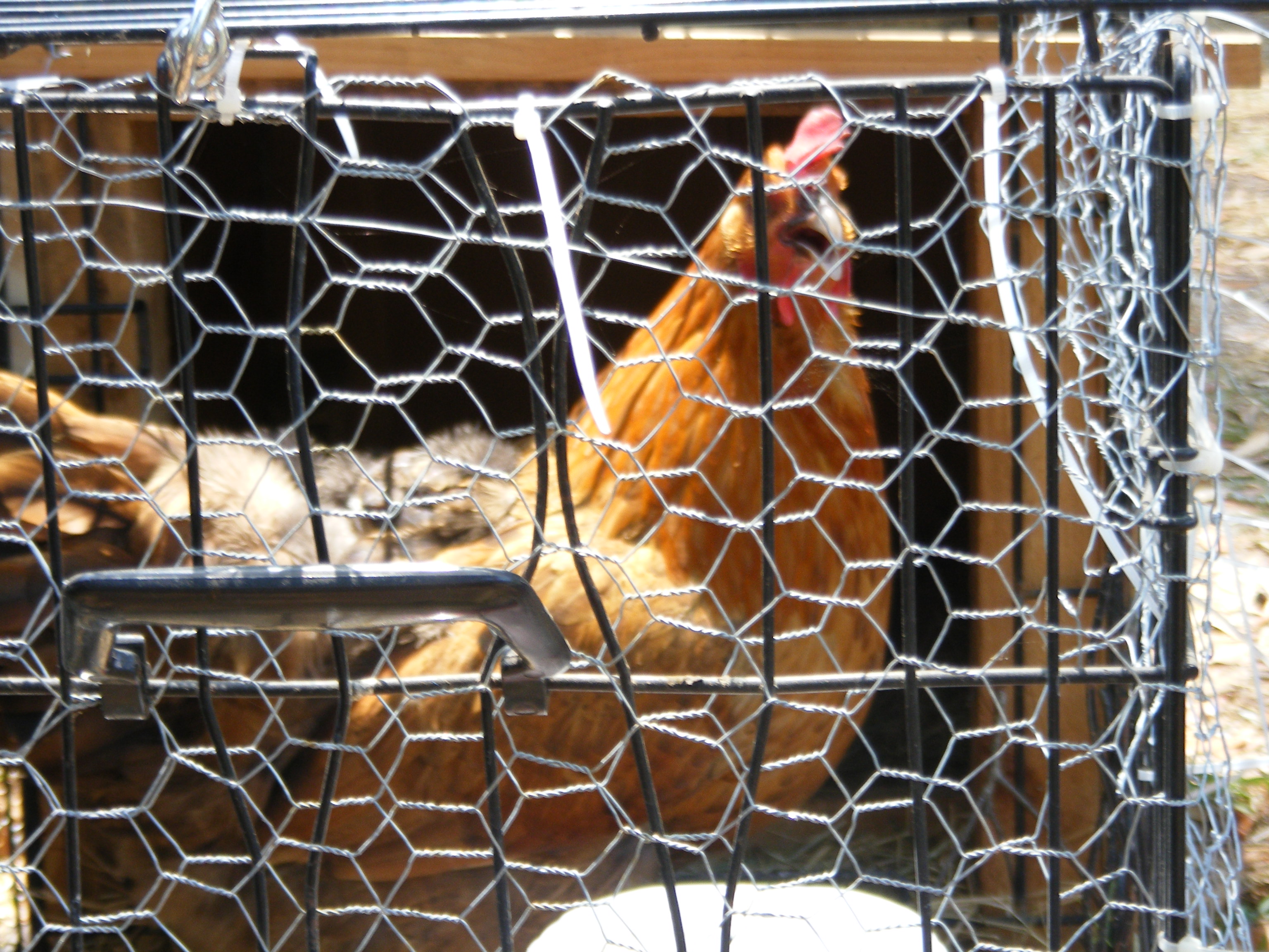 Our poor Red who gets picked on is recovering in our mini tractor