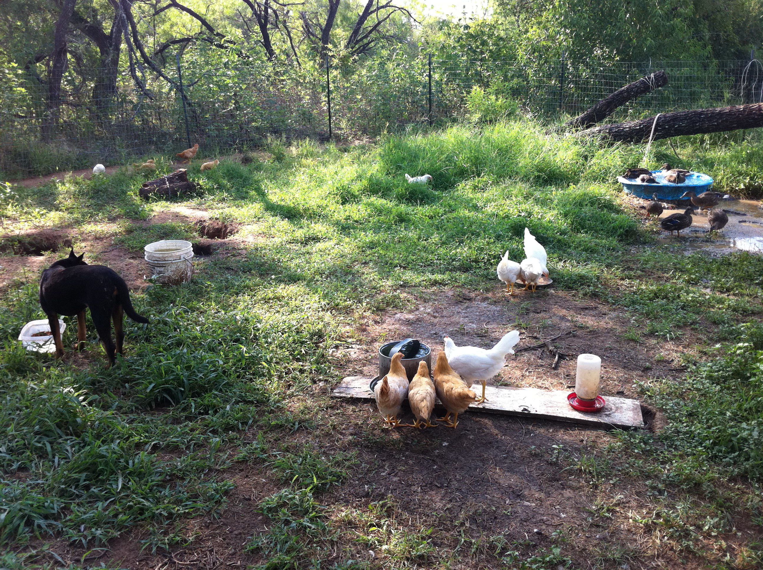 Our Poultry yard at age 10 weeks, with Nala their guard dog:)