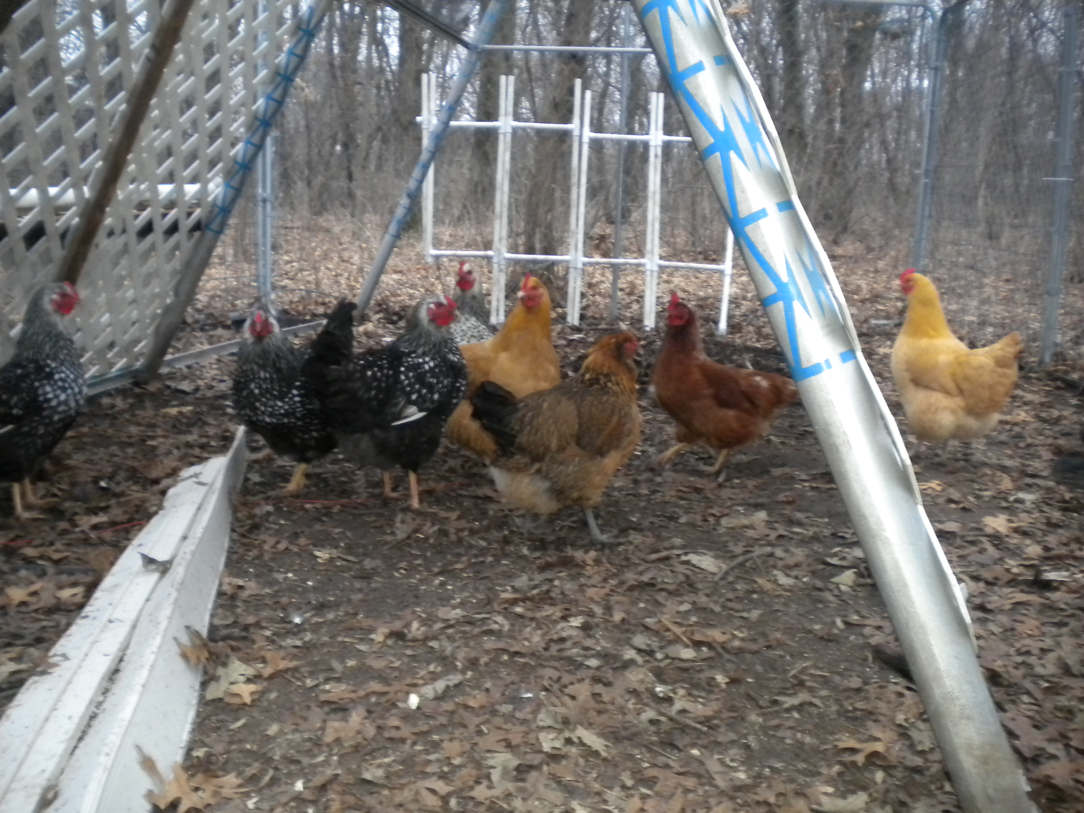 Our pretty little layer flock
