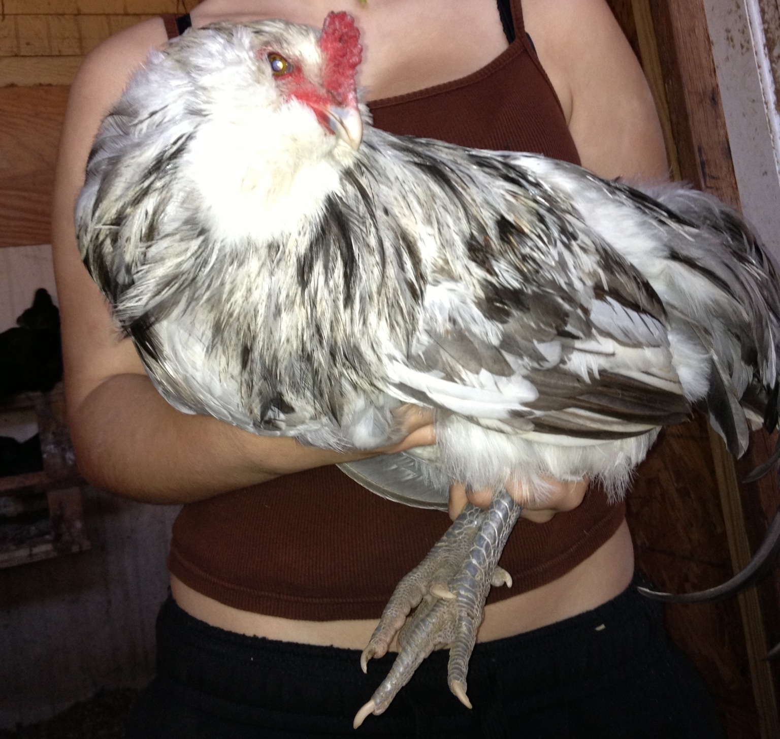 Our Priscilla  ...never thought he was a dude till he crowed he is our splash split to silkied roo