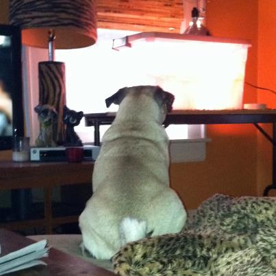 Our pug is fascinated by the chicks and thinks she's their mama
