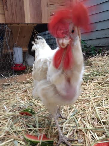 Our queen of the flock, Lucy. Rescued from an egg factory. She is definitely not camera shy.