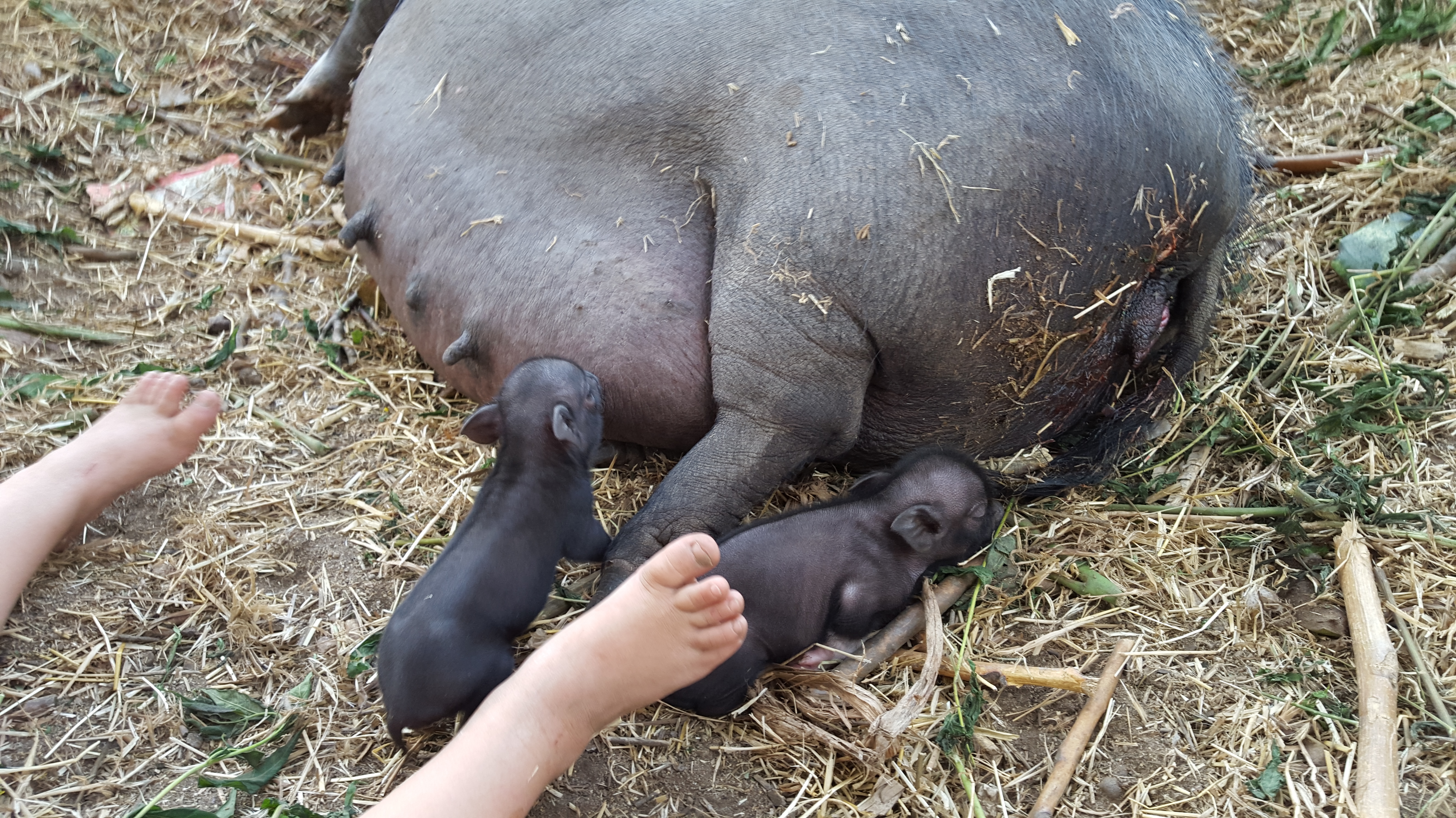 Our Ranch's pot belly started ddelivering her piglets around 4p.m. on June 27 2015.