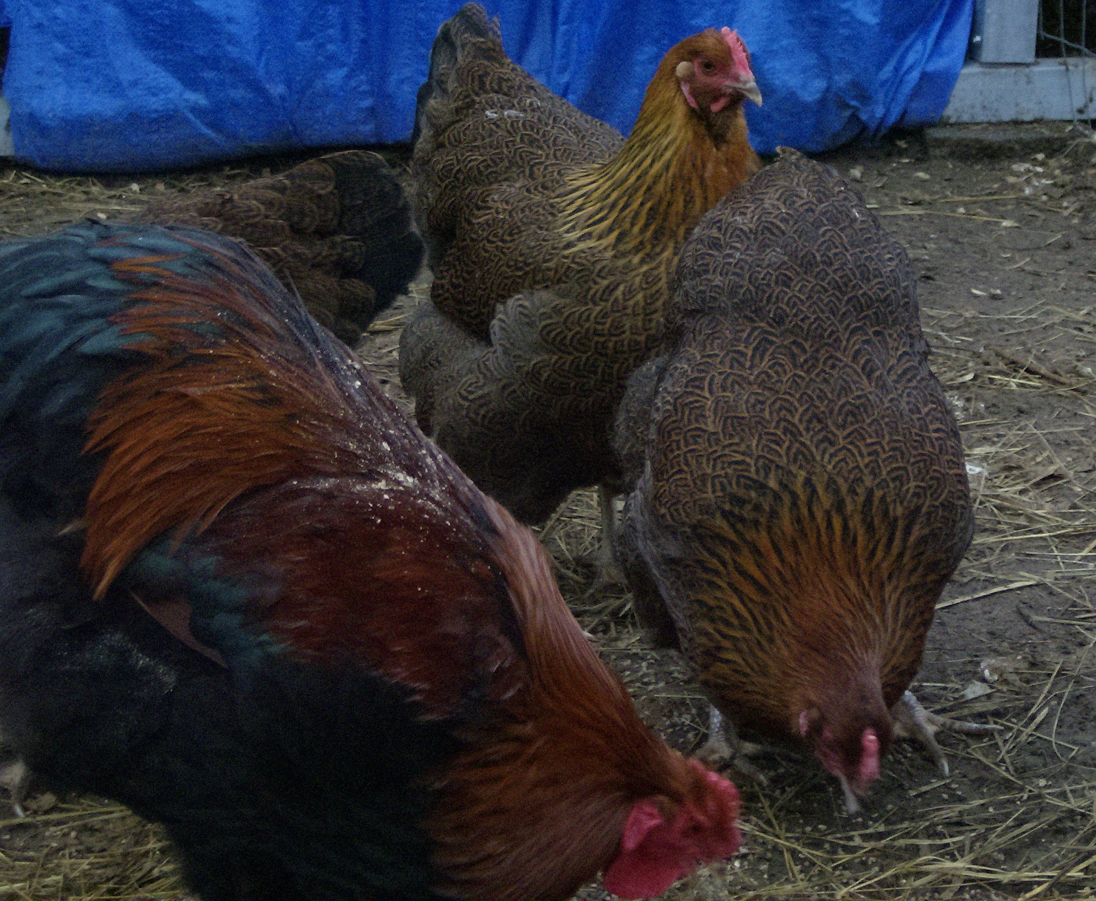 Our rarest breed. standard size Partridge Wyandottes