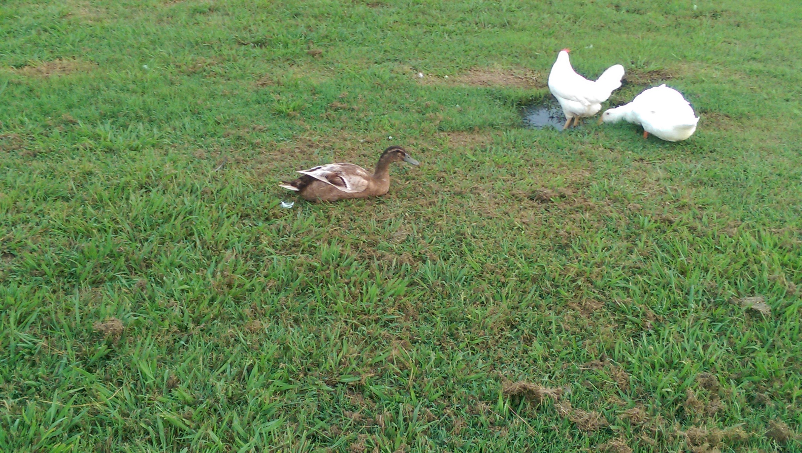 Our rescued ducks, Howard and No-no. Howard is the female. Don't laugh.