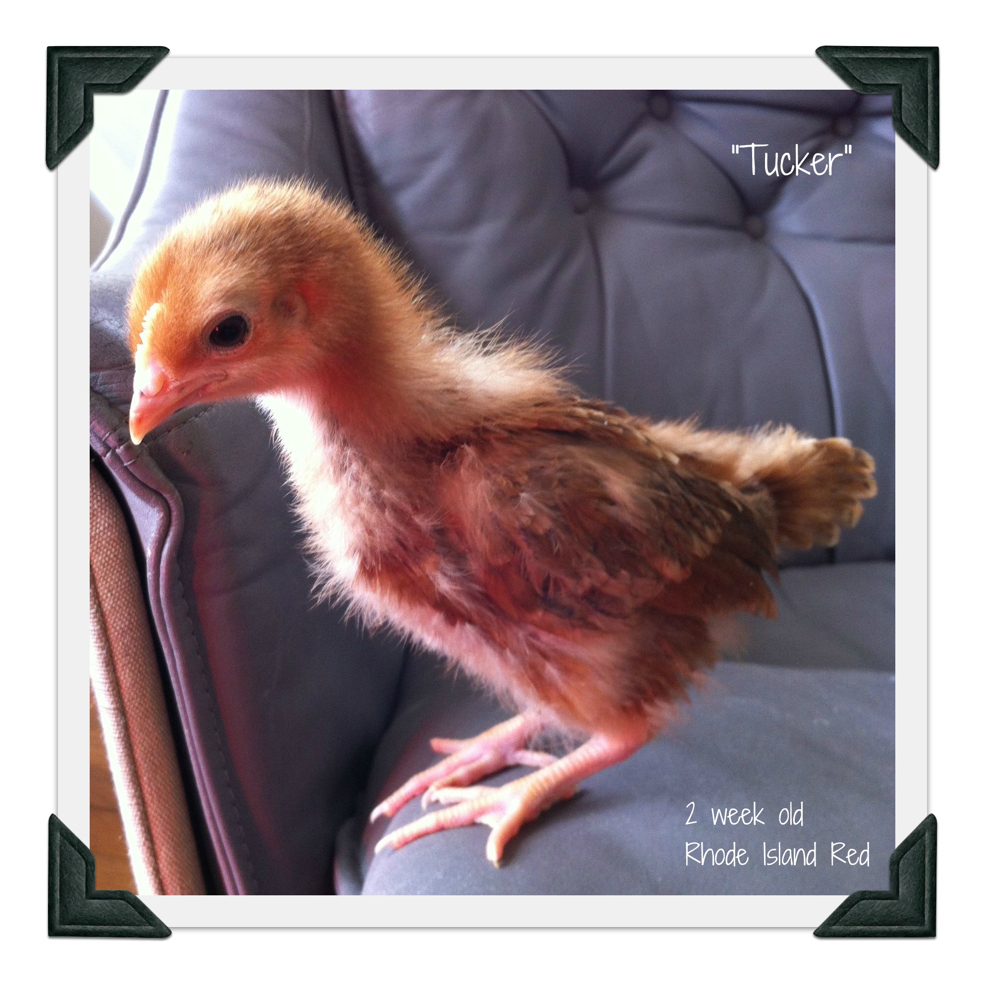 Our Rhode Island Red...about 2 weeks old?