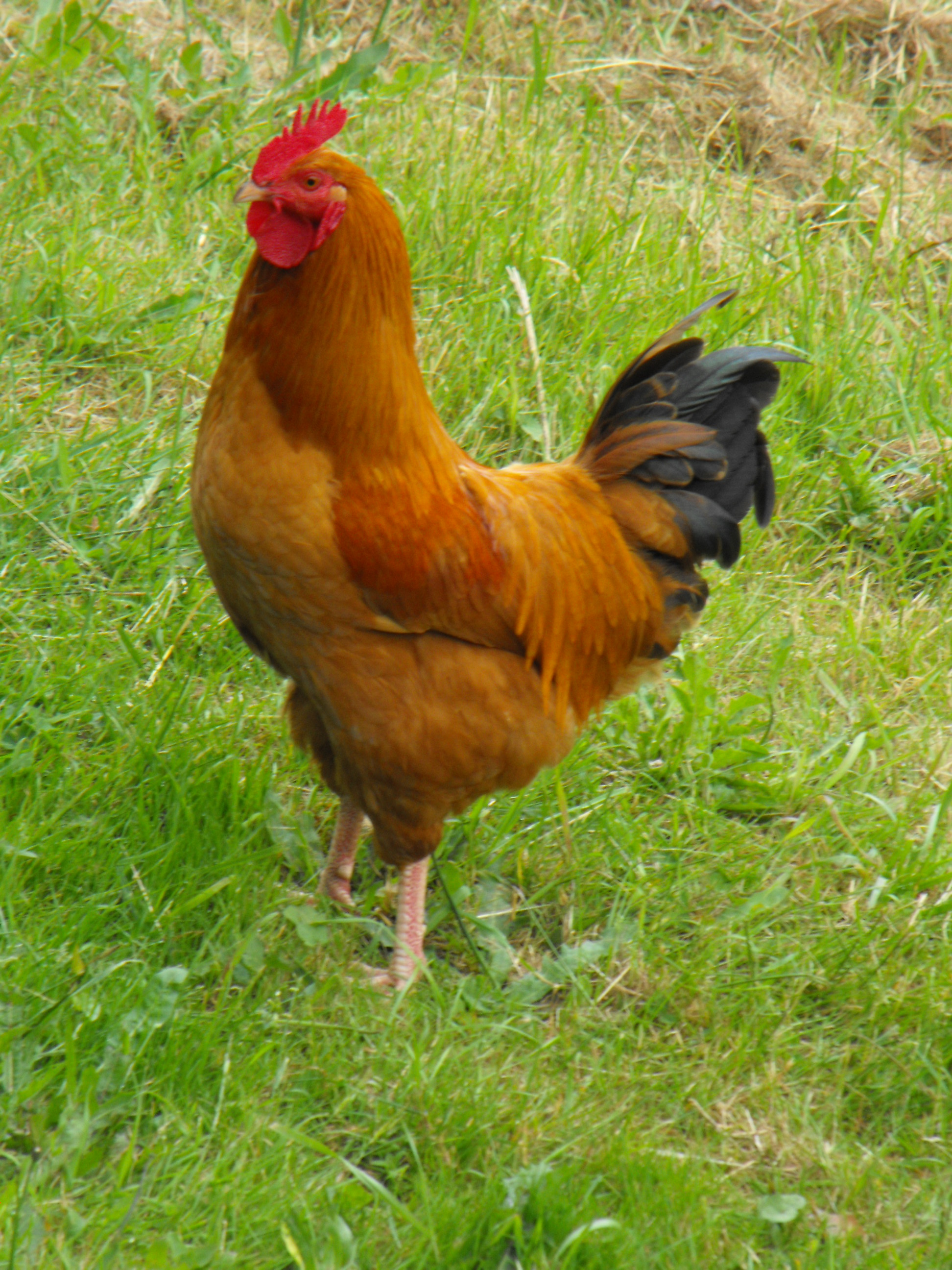 Our Rhode Island Red