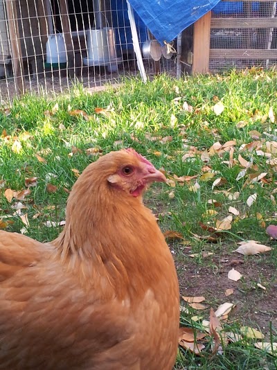Our ring leader...Chkn Little (sons named her) I call her pumpkin because shes orange and ROUND ;)