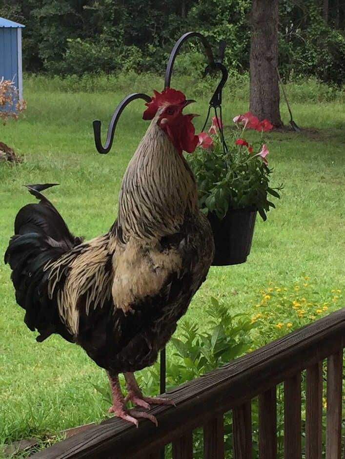Our rooster, Chuck Norris.